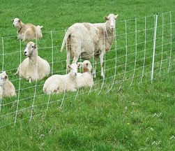 草原護欄網使用案例